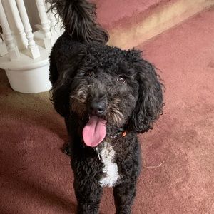 Meet your Posher, Harriet